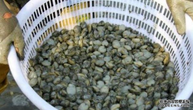 它比“小龍蝦”還受寵，味道鮮美，曾賣5元一斤，現(xiàn)想吃都買不起