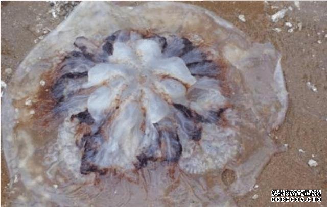樣子很丑的4種海鮮，味道卻好到讓人“上癮”, 可惜識(shí)貨的人不多