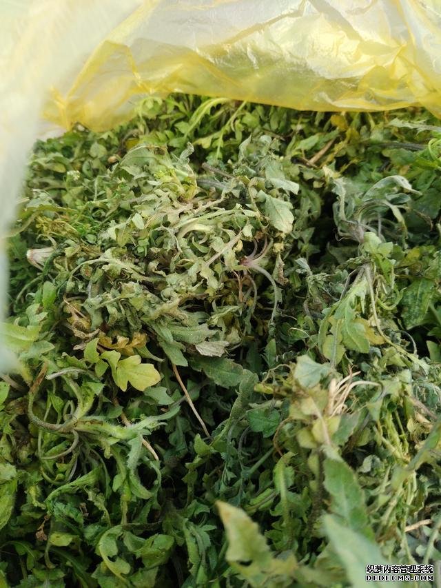 春分時節(jié)這菜要抓緊吃，再晚又得等1年，路邊隨處可見，營養(yǎng)豐富