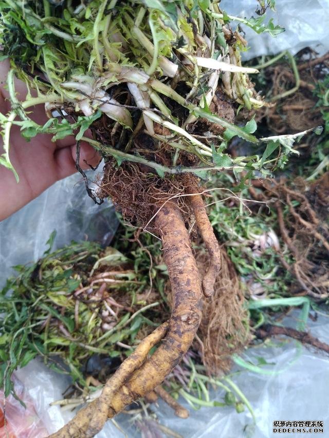 春分時節(jié)這菜要抓緊吃，再晚又得等1年，路邊隨處可見，營養(yǎng)豐富