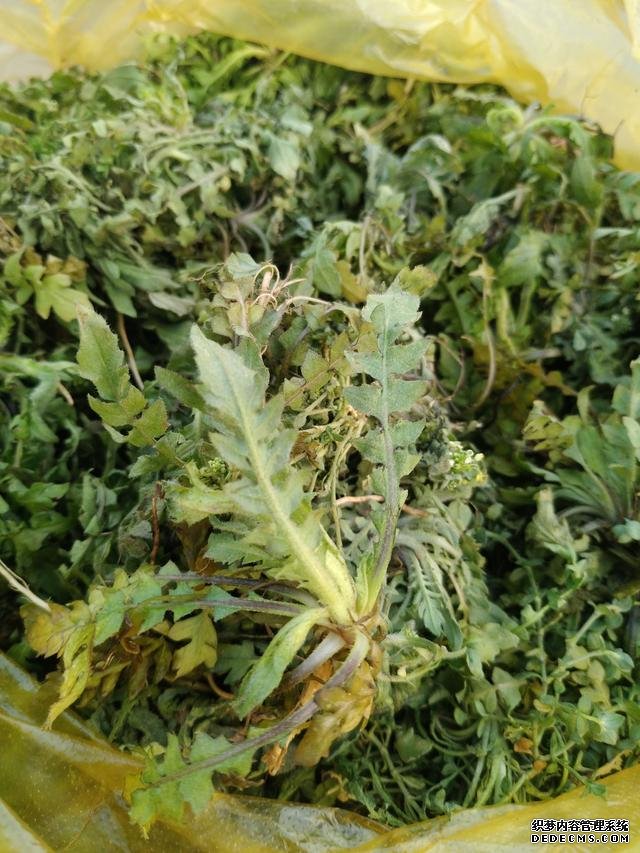 春分時節(jié)這菜要抓緊吃，再晚又得等1年，路邊隨處可見，營養(yǎng)豐富