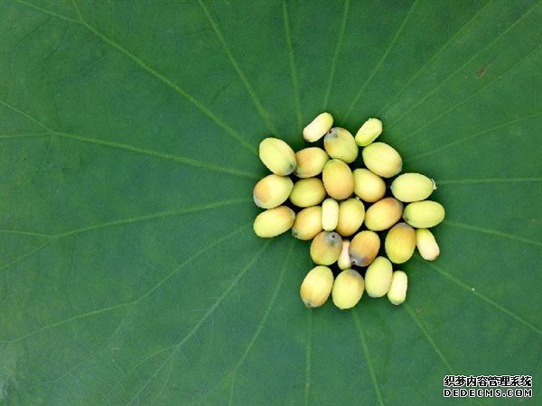 夏天的這種觀賞性植物，是肥胖人士，高血壓患者的食療佳品