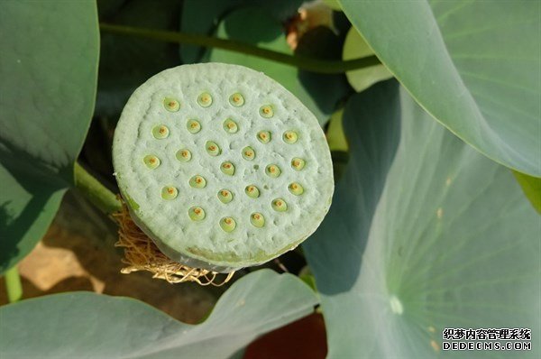 夏天的這種觀賞性植物，是肥胖人士，高血壓患者的食療佳品