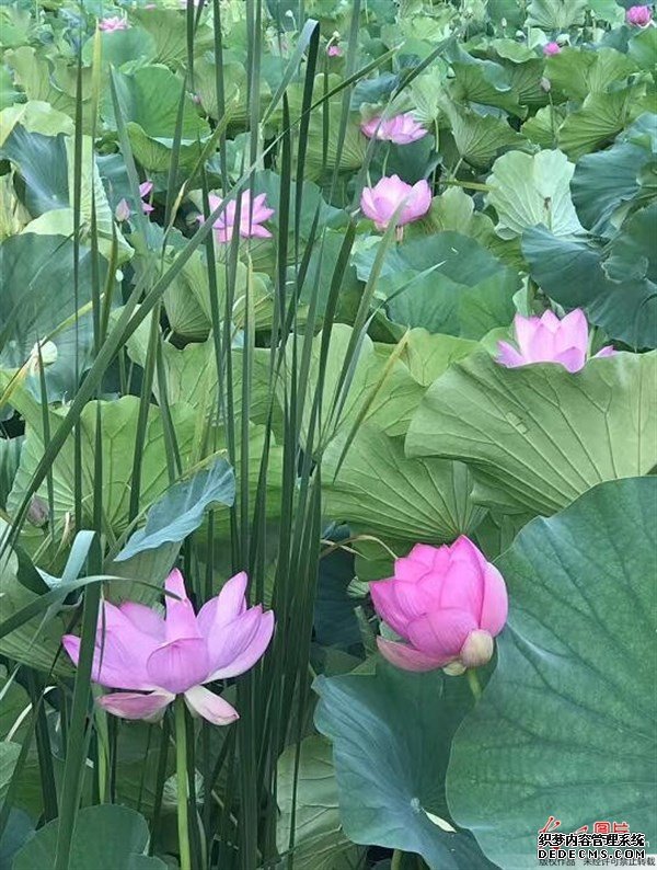夏天的這種觀賞性植物，是肥胖人士，高血壓患者的食療佳品