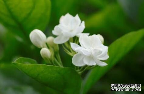 解暑還養(yǎng)生！這些適合夏季的花茶你知道嗎？