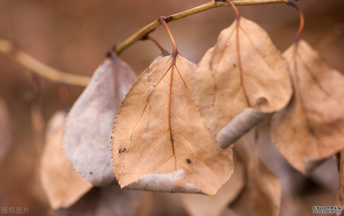 黃芩，清熱燥濕的的藥，善于清肺熱，治少陽證，但要預(yù)防傷陰